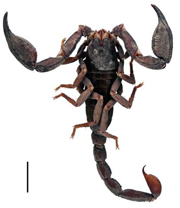 Vorschaubild Scorpiops feti Kovařík, 2000